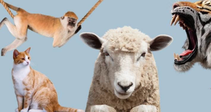 QuickScan Organisatiecultuur – Zijn jullie een schapen, katten, apen of tijgers?