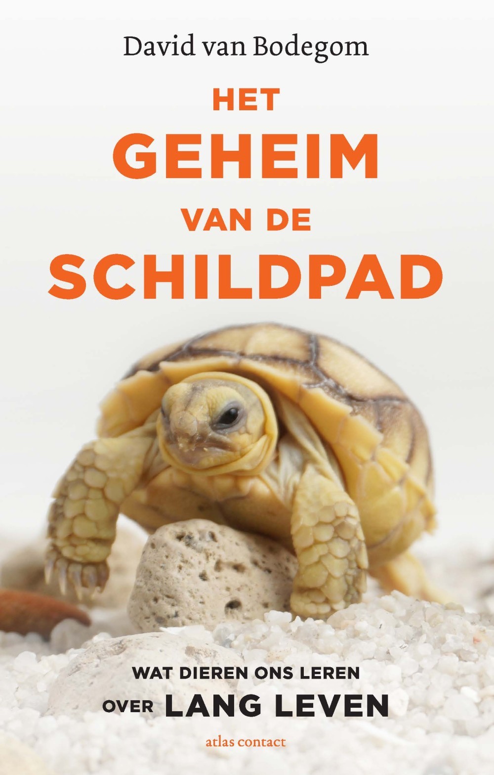 Het geheim van de schildpad